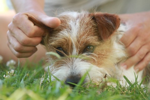 Tellington TTouch® Training for Dogs