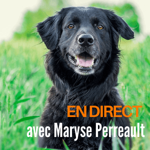 Cours interactif en ligne Tellington TTouch – chiens