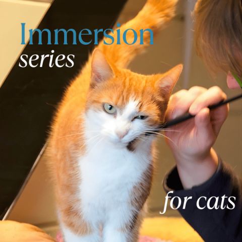 Interactive & Online Tellington TTouch® for Cats