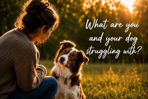 See Your Dog Through New Eyes