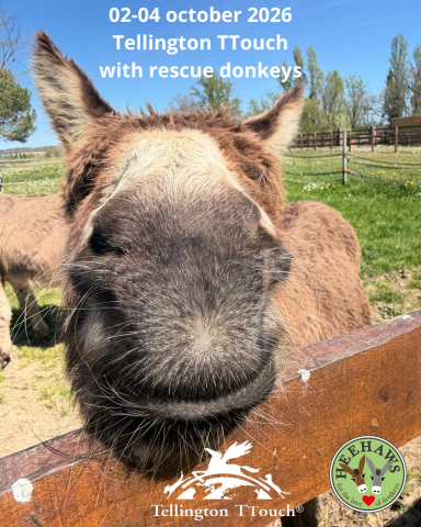 Tellington TTouch with Rescue Donkeys